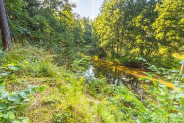 Yaz aylarında orman ve nehir ile güzel manzara