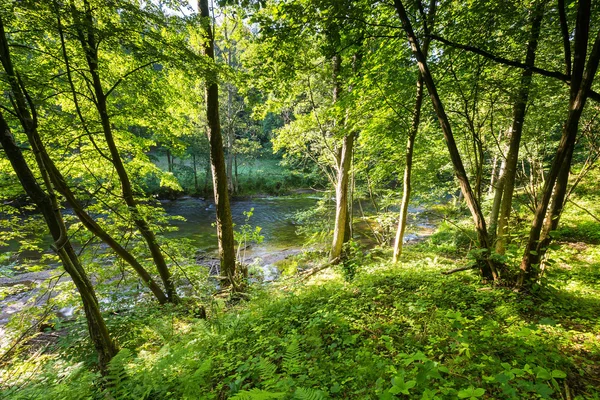 Bosque salvaje europeo en verano —  Fotos de Stock