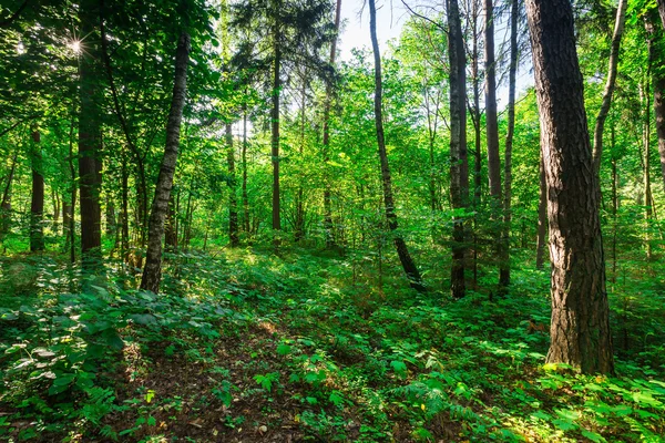 Wild Europese bossen in de zomer — Stockfoto