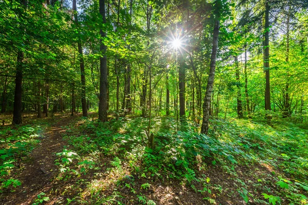 Дикий ліс європейських влітку — стокове фото