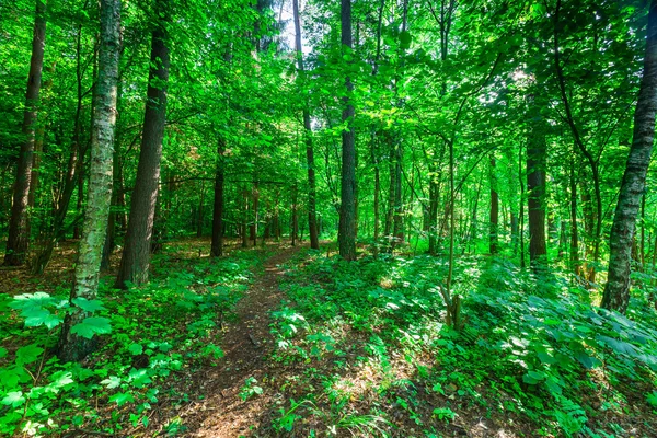 Divoké Evropské lesa v létě — Stock fotografie