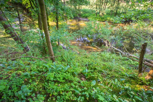 Wild european forest in summer — Stock Photo, Image