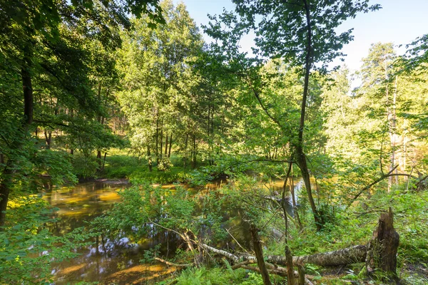 Όμορφο τοπίο με καλοκαίρι δάσος και το ποτάμι — Φωτογραφία Αρχείου