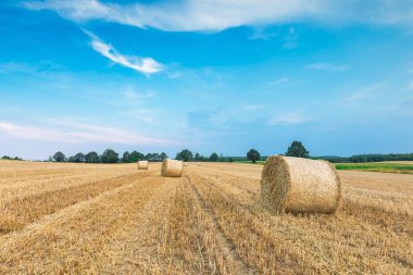saman balyalarıyla sakal tarlası