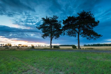 Eski çam ağaçları ve kırsal üzerinde gökyüzü günbatımı