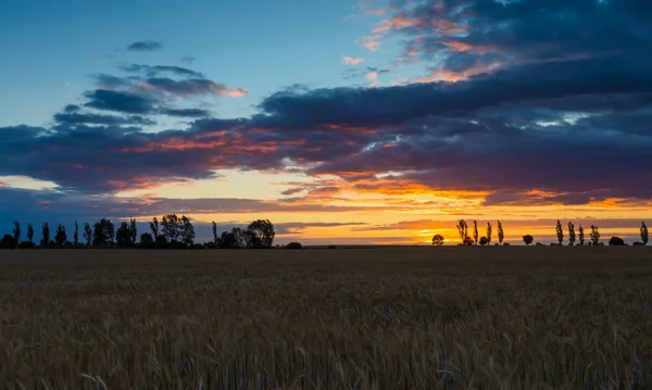 Paisagem com céu laranja por do sol sobre arquivado e árvores — Fotografia de Stock