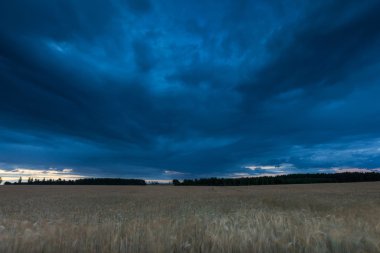 Çavdar alan üzerinde fırtına gökyüzü, yaz yatay
