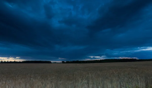 Summer landscape with storm sky over rye field — Stock Photo, Image