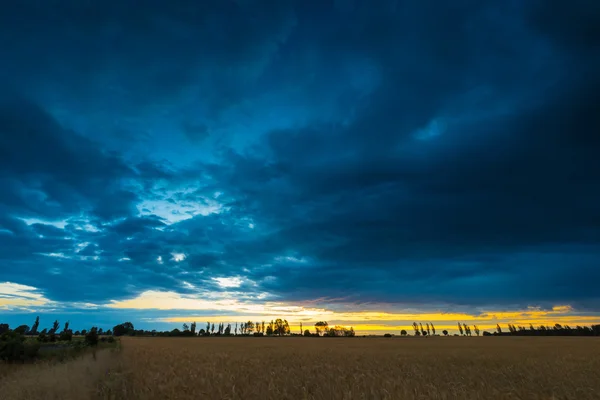 호 밀 필드 위에 폭풍 하늘 여름 풍경 — 스톡 사진