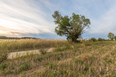 Hasat alanından sonra güzel.