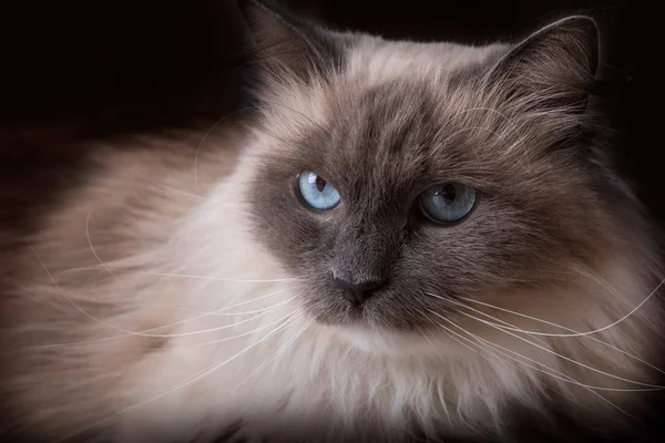 Красивий портрет кішки Неви Маскарад . — стокове фото