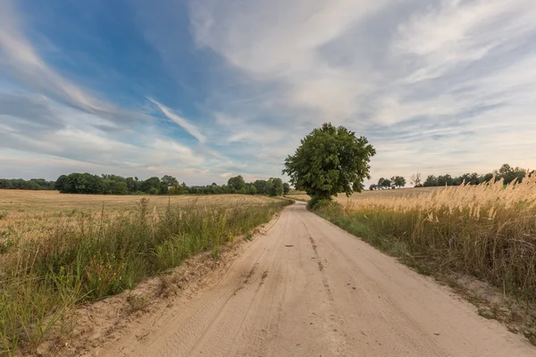 País estrada arenosa rural perto de campos — Fotografia de Stock