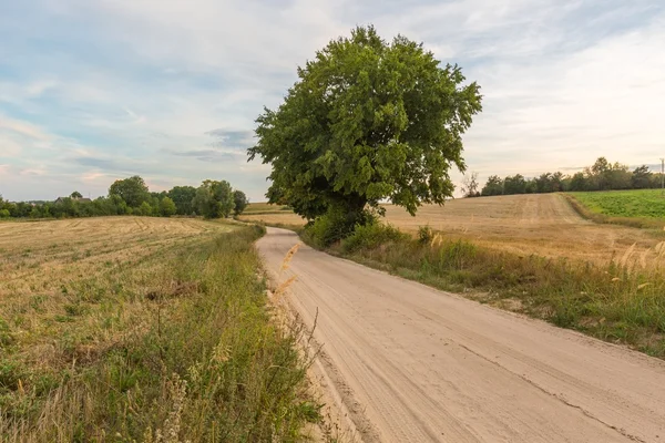 País estrada arenosa rural perto de campos — Fotografia de Stock