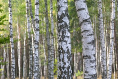 Güzel huş ağacı orman yakın çekim