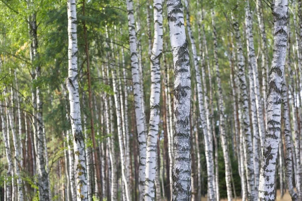 Belle forêt de bouleaux en gros plan — Photo