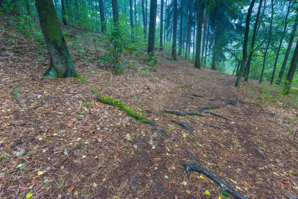 美しい紅葉の森の風景 — ストック写真