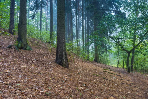 Mooie herfst boslandschap — Stockfoto