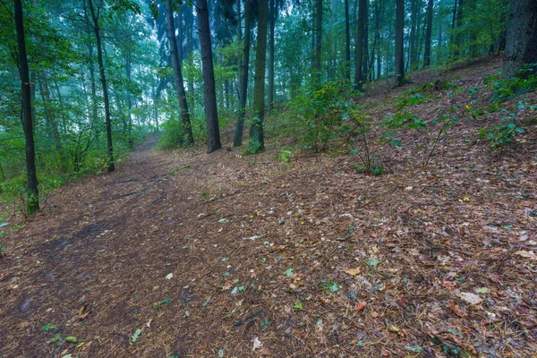 Bellissimo paesaggio forestale autunnale — Foto Stock