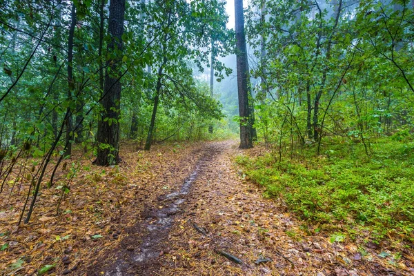 Krásné podzimní Lesní krajina — Stock fotografie