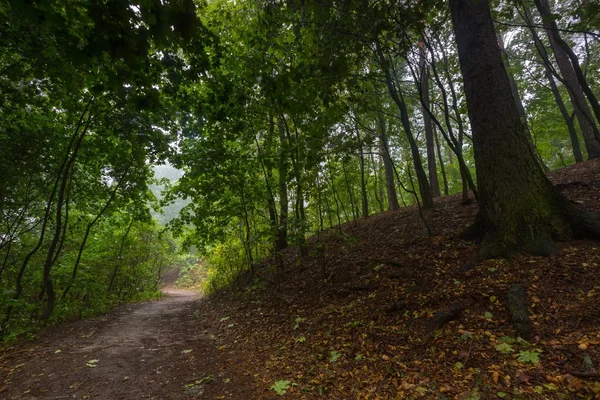 Bela paisagem floresta outonal — Fotografia de Stock