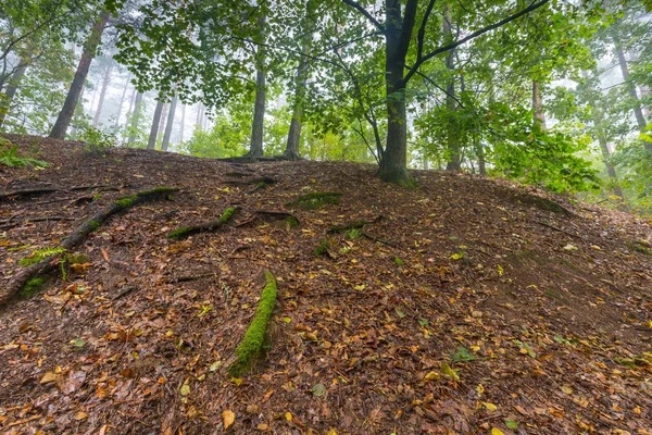 美しい紅葉の森の風景 — ストック写真