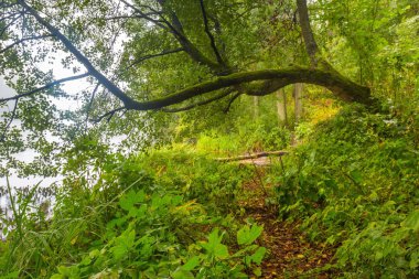 Güzel sonbahar orman manzara