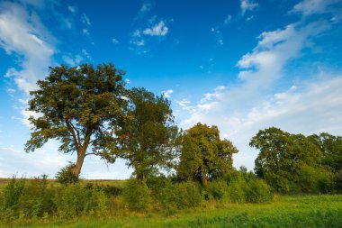 Güneşli sonbahar öğleden sonra ağaçlara olan kırsal yol