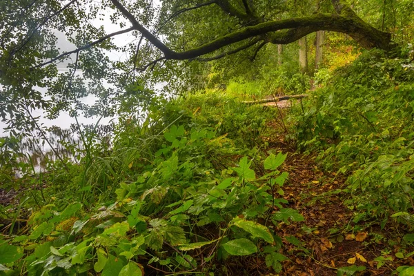 Kaunis syksyn metsä maisema — kuvapankkivalokuva