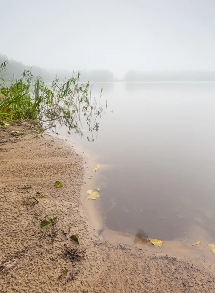 Shore of autumnal foggy lake.