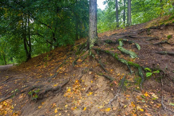Gyökerek, fák, őszi erdő. — Stock Fotó