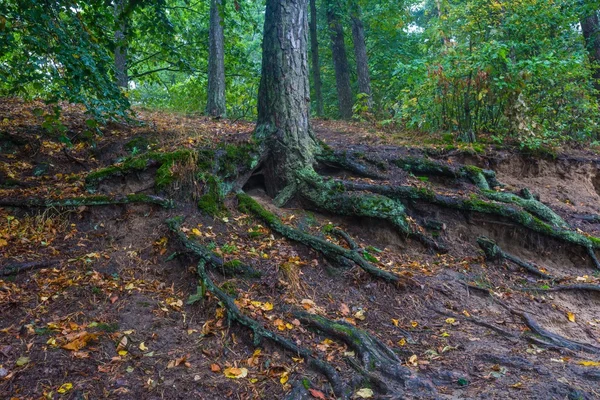 Racines des arbres dans la forêt automnale . — Photo