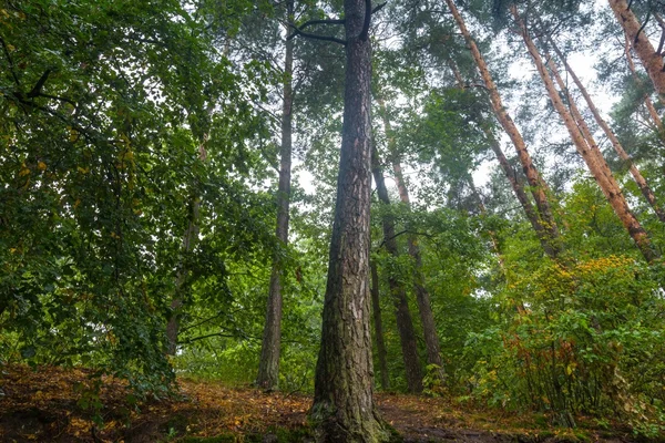 秋の森の木の根. — ストック写真