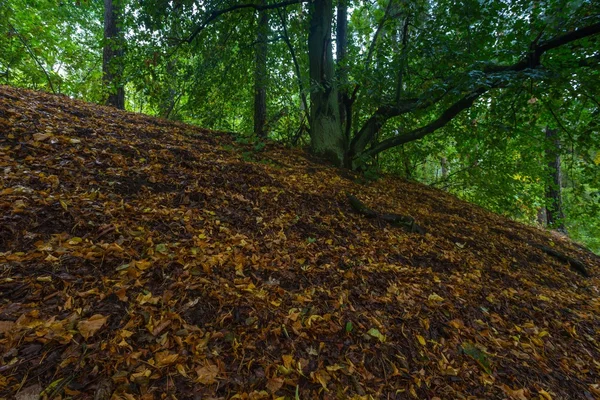 美しい紅葉の森の風景 — ストック写真