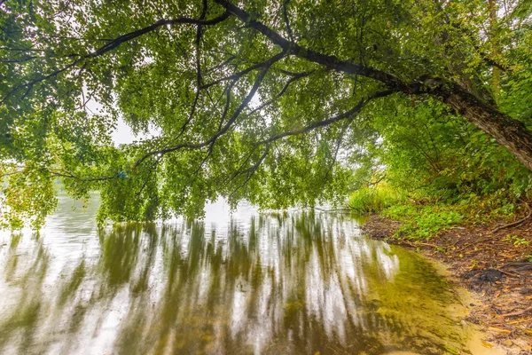 Shore of autumnal foggy lake. — Stock Photo, Image