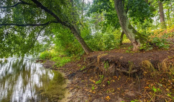 Shore of autumnal foggy lake. — Stock Photo, Image