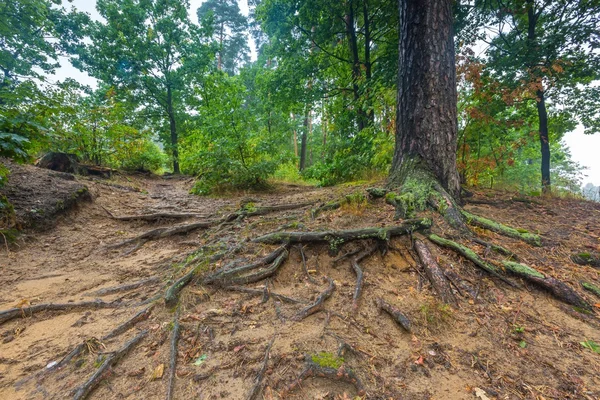 Gyökerek, fák, őszi erdő. — Stock Fotó