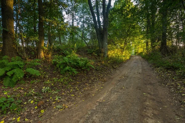 Strada rurale con alberi nel soleggiato pomeriggio autunnale — Foto Stock