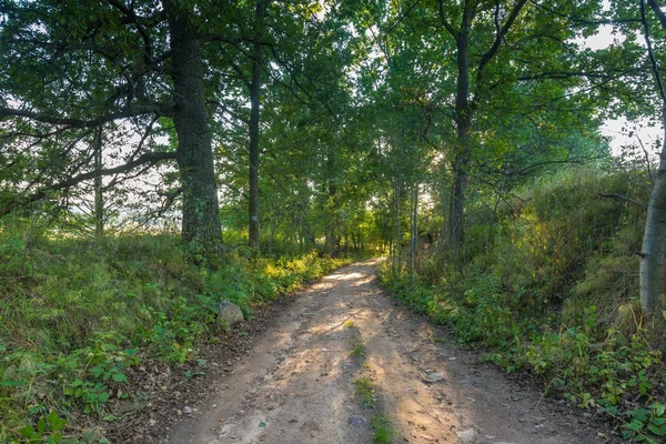 Rural road with trees at sunny autumnal afternoon — Stock Photo, Image