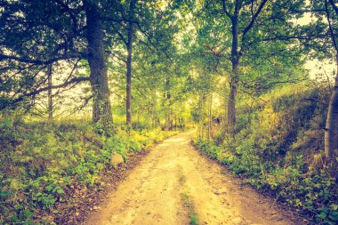 Güzel eski yol orman Vintage Fotoğraf
