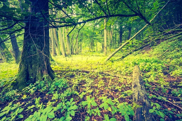 Foto vintage de bosque colorido otoñal — Foto de Stock