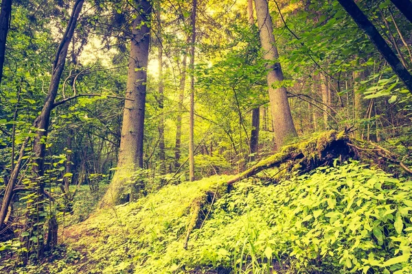 Foto vintage de floresta colorida outonal — Fotografia de Stock