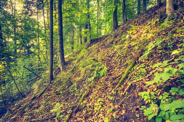 Foto vintage de bosque colorido otoñal —  Fotos de Stock