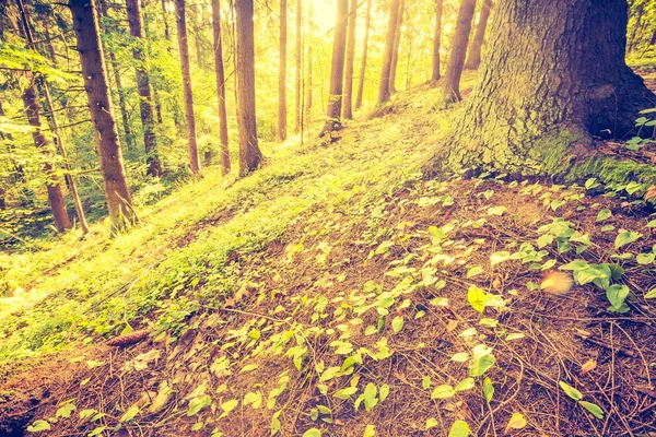Ročník fotografické podzimní barevné lesa — Stock fotografie