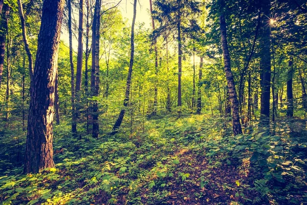 Foto vintage de bosque colorido otoñal — Foto de Stock