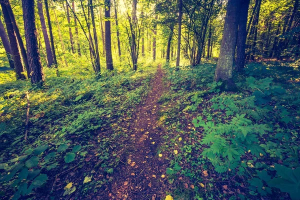 Foto vintage de bosque colorido otoñal —  Fotos de Stock