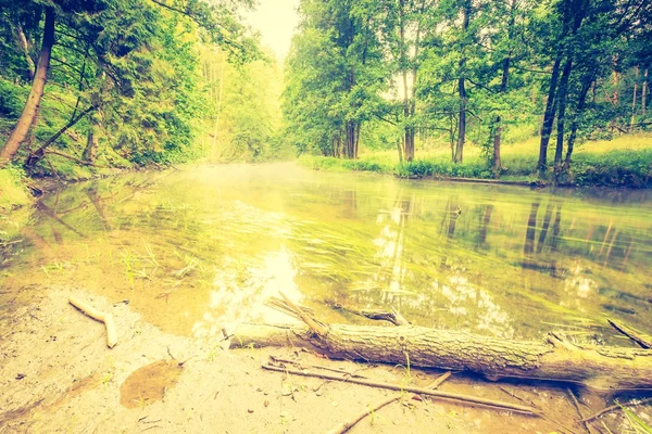 Foto vintage da bela floresta de verão com rio selvagem . — Fotografia de Stock