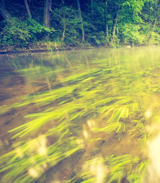 รูปภาพวินเทจของป่าฤดูร้อนที่สวยงามกับแม่น้ําป่า . — ภาพถ่ายสต็อก