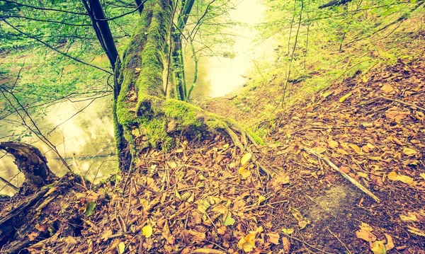 野生の川の美しい夏の森のビンテージ写真. — ストック写真