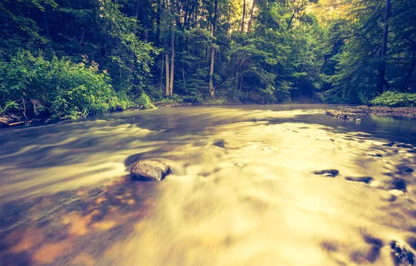 Foto vintage de hermoso bosque de verano con río salvaje . —  Fotos de Stock