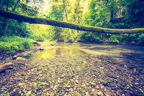 Vintage photo of beautiful summer forest with wild river. — Stock Photo, Image